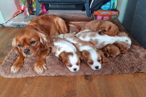Cavalier King Charles Spaniel For Sale in Great Britain