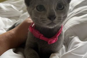 Russian Blue for Rehoming