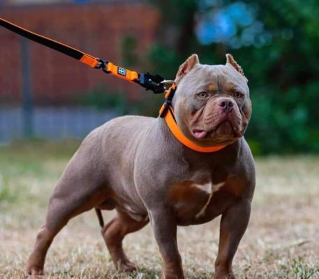 Stunning female pocket bully for sale | UKPets