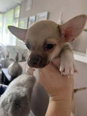 Cute Chihuahua For Sale