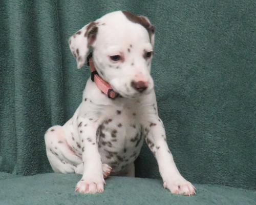 Liver Spotted Dalmatian Puppies For Sale Ukpets