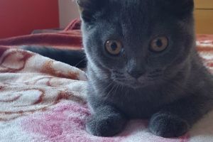 Scottish Fold For Sale in the UK