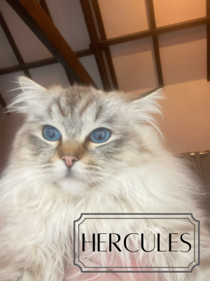 Ragdoll for Rehoming