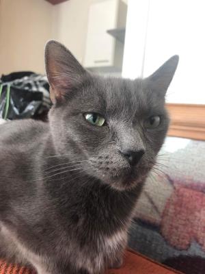 Russian Blue For Sale in the UK