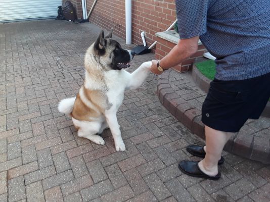 American akita for sale | UKPets