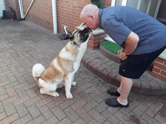 American akita for sale | UKPets