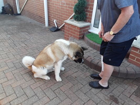 American akita for sale | UKPets