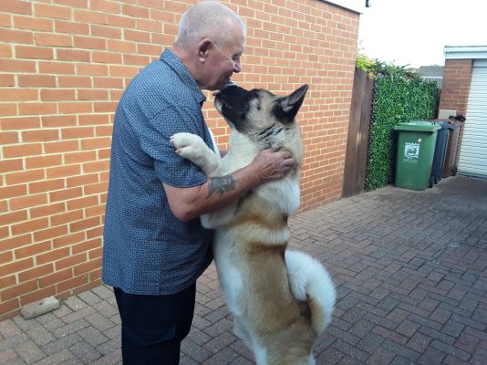 American akita for sale | UKPets