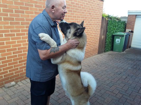 American akita for sale | UKPets