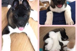 Akita For Sale in the UK
