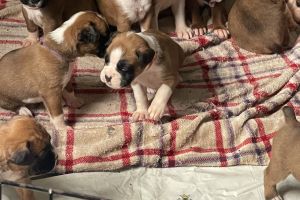 Boxer For Sale in the UK