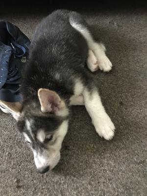 Husky CrOss Akita pups for sale | UKPets