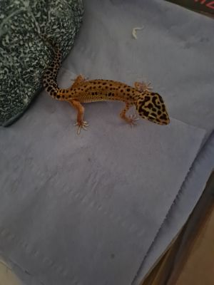 Gecko For Sale in Lodon