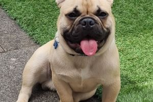 Male frenchie for sale