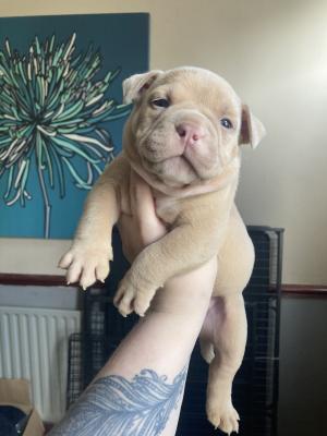 Cute American Bully For Sale