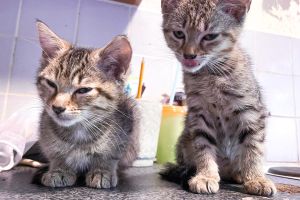British Shorthairs for Rehoming