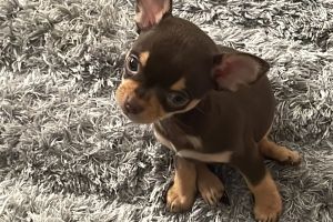 Chihuahuas for Rehoming