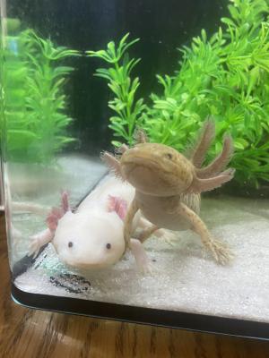 Axolotl For Sale