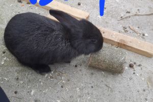 French Lop For Sale in Great Britain