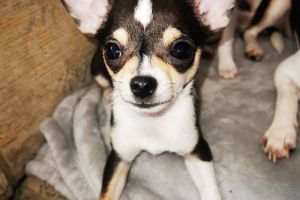 Chihuahua For Sale in Great Britain