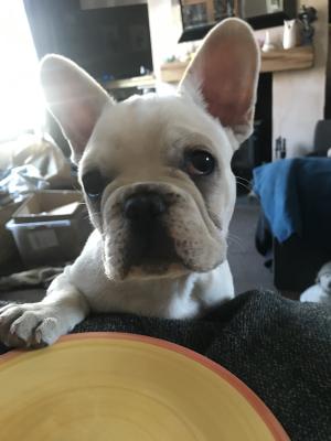French Bulldog For Sale
