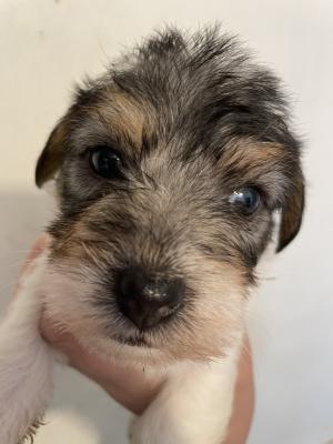 Rough coated Jack Russell Puppies for Sale | UKPets