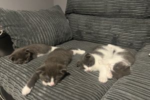 Scottish fold kittens for sale