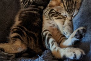 Bengal For Sale in Lodon