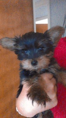 Yorkshire Terrier for Rehoming