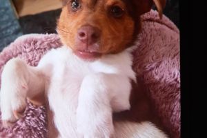Jack Russell For Sale in the UK