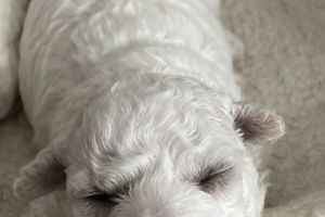 Bichon Frise for Rehoming