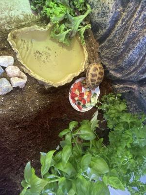 2 x Horsefield tortoise and set ups | UKPets