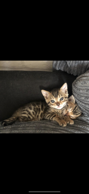 Bengals for Rehoming
