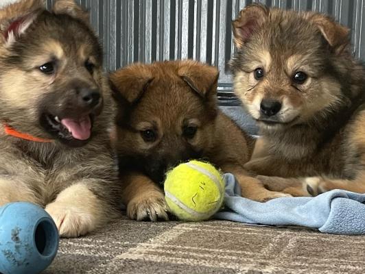 Czechoslovakian Vlcak X Malamute Puppies For Sale UKPets   Czechoslovakian Vlcak X Malamute Puppies For Sale 1353531 