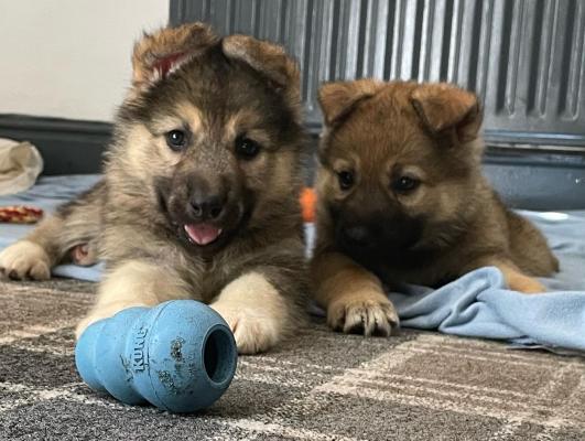 Czechoslovakian vlcak x malamute puppies for sale | UKPets