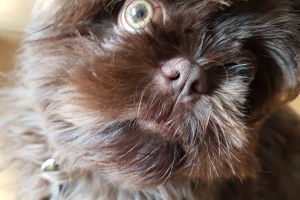 Gorgeous Rare Brown Male Shih Tzu Puppy for Sale