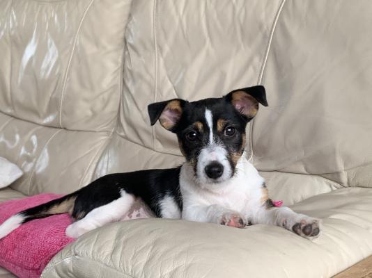 Jack Russell For Stud in Great Britain