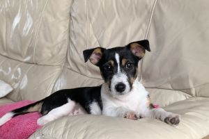 Jack Russell For Stud in Great Britain