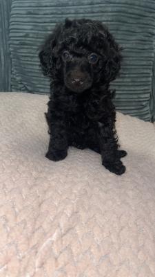 KC registered Toy poodles 1 GIRL&2 BOYS | UKPets