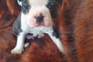 Boston Terrier For Sale in Great Britain