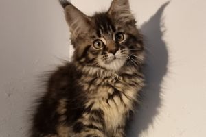 Maine Coon Online Ad