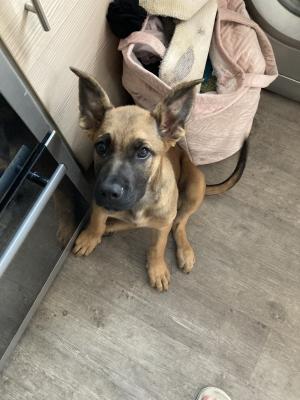 17 week old German shepherd x presa canario | UKPets