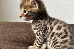 Available Bengals
