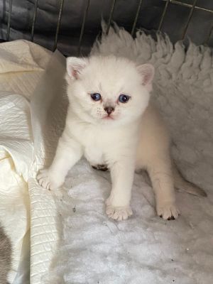 GCCF registered BSH Silver colour point and golden spotted kittens ...