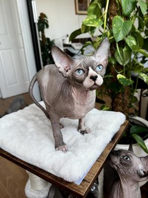 Sphynx For Sale