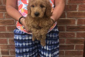 Labradoodle For Sale