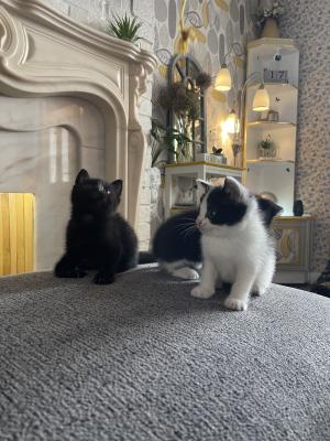Maine Coon For Sale in Lodon