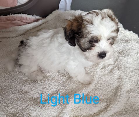 Lhasa bichon sale mix