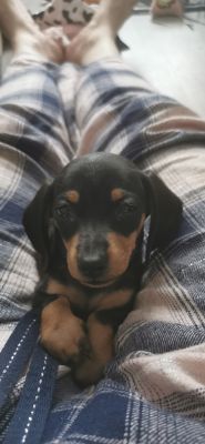 Miniature Dachshund for Rehoming
