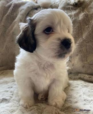 4 Maltipoo puppies for sale £500 | UKPets